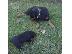 PoulaTo: rottweiler