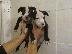 PoulaTo: STAFFORDSHIRE bull terrier