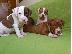 PoulaTo: pit bull puppies