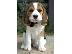 PoulaTo: κορυφαία ετοιμοπαράδοτα beagle
