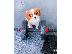 PoulaTo: Γοητευτικά Cavalier King Charles κουτάβια,