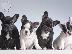 PoulaTo: French bulldog Blue
