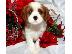 PoulaTo: Φοβερό κορίτσι Cavalier King Charles Spaniel