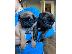 PoulaTo: Pugs προς πώληση