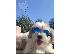 PoulaTo: Havanese Bichon κουτάβια