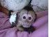 PoulaTo: Diathésimes pithíkous aby Marmosets kai Capuchins