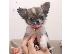 PoulaTo: τσιουάουα  mini /  chihuahua mini