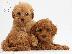 PoulaTo: Maltipoo