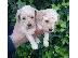 PoulaTo: POODLE
