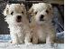 PoulaTo: Μαλτέζ μίνι (Maltese mini)