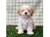 PoulaTo: Maltipoo