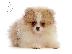PoulaTo: Pomeranian mini