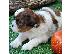 PoulaTo: SHIH TZU