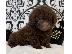 PoulaTo: Poodle chocolate toy - Κανίς σοκολατί τόι