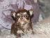 PoulaTo: AKC Chihuahua Puppies