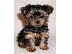 PoulaTo: Υγιείς Yorkie Pups