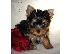 PoulaTo: AKC Yorkie Puppies