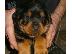 PoulaTo: Rottweiler καθαροαιμα  6979314054 ΑΘΗΝΑ-ΘΕΣΣΑΛΟΝΙΚΗ -ΚΡΗΤΗ