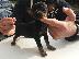PoulaTo: Pinscher puppy toy size black and tan color