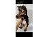 PoulaTo: yorkshire terrier