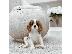 PoulaTo: Κουτάβια Cavalier King Charles