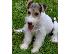 PoulaTo: Fox Terrier Diathésima arseniká kai thilyká.