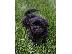 PoulaTo: Havanese