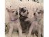 PoulaTo: Χάσκι Σιβηρίας (Siberian Husky)