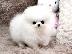 PoulaTo: Σπιτς μινι / pomeranian mini