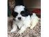 PoulaTo: Shih Tzu κουτάβια