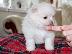PoulaTo: Μικρό Pomeranian Puppy αρκουδάκι