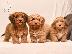 PoulaTo: Havanese Bichon κουτάβια