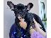 PoulaTo: French bulldog black - Γάλλικο μπούλντογκ μαύρο