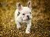 PoulaTo: French bulldog