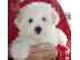 PoulaTo: Coton de Tulear - Κοτόν ντε Τουλεάρ