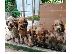 PoulaTo: COCKER SPANIEL.!!!! 6981743775