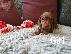 PoulaTo: Μακρυμάλλη Dachshunds