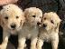 PoulaTo: Γλυκά Golden Retriever κουτάβια προς πώληση