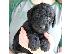 PoulaTo: κουταβιών Airedale terrier