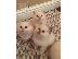 PoulaTo: birman x ragdoll