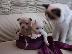PoulaTo: Lovely Chihuahua Puppies for Sale,