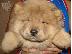 PoulaTo: Awesome Chow Chow Chow κουτάβια διαθέσιμα