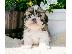 PoulaTo: Pure Bred Shih Tzu