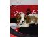 PoulaTo: King Charles Cavalier