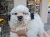 PoulaTo: Shih Tzu