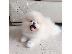 PoulaTo: πομερανός μινι καθαρόαιμα/ Pomeranian Mini