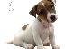 PoulaTo: Jack russell