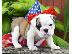 PoulaTo: 2 ΓΕΩΡΓΙΟΣ ENGLISH BULLDOG