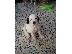 PoulaTo: xarizete setter 2,5 minon