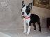 PoulaTo: Πώληση κουτάβια Boston Terrier